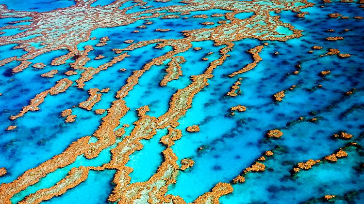 Die mögliche Herabstufung des Welterbestatus des Great Barrier Reefs ist in Australien auf heftigen Widerstand getroffen.