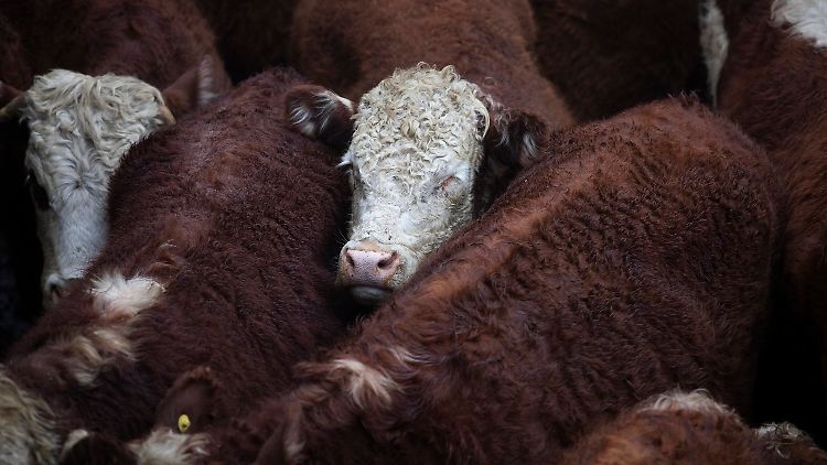 Auf den Tischen der Argentinier soll es nicht an Rindfleisch fehlen.