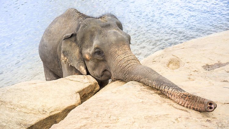Das "Töröö" aus dem Rüssel kennt jeder, doch Elefanten kommunizieren auch mit den Lippen.