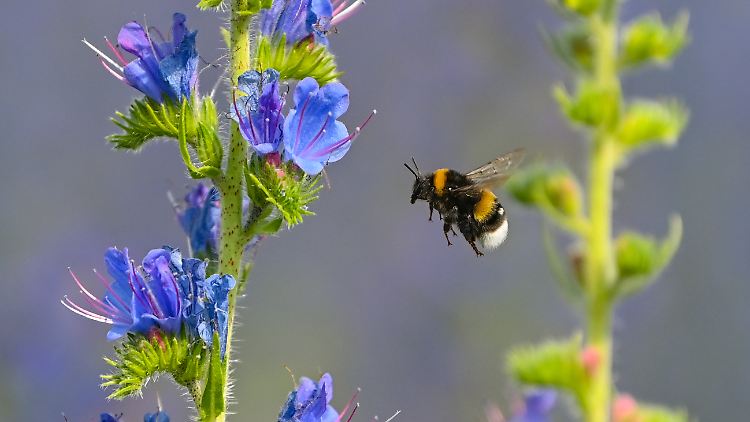Experten warnen, dass Lebensräume von Bienen und Hummeln in Gefahr sind.