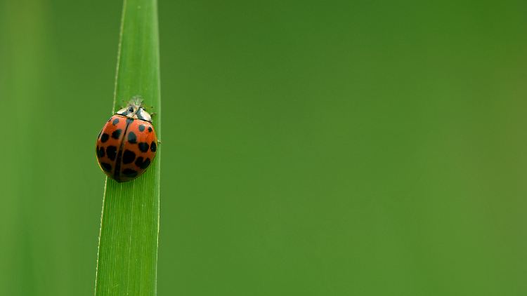 Auf dem Weg nach oben: der Asiatische Marienkäfer.