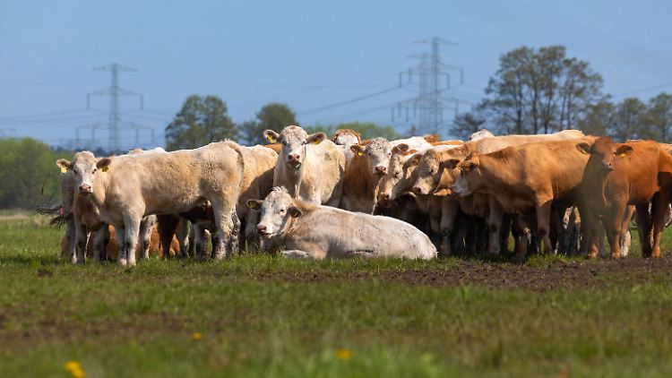 In der "Premium"-Haltungsform haben die Tiere Auslaufmöglichkeiten im Freien - auch Biofleisch wird in diese Stufe eingeordnet.