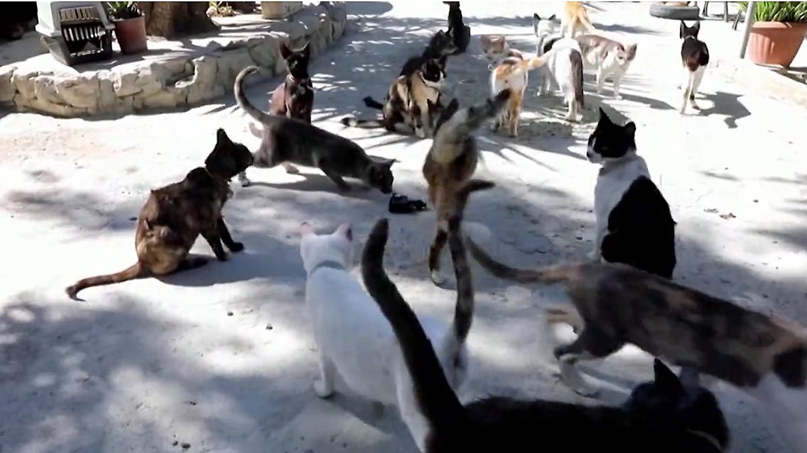cats.png