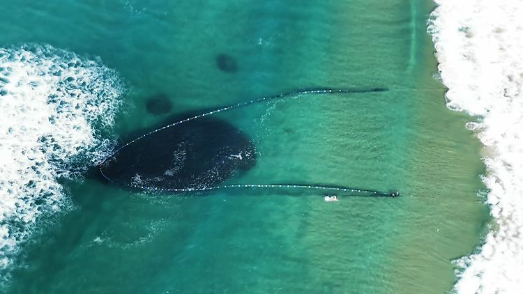 Mit langen Schleppnetzen fangen die Fischer die Sardinen im seichten Strandabschnitt.