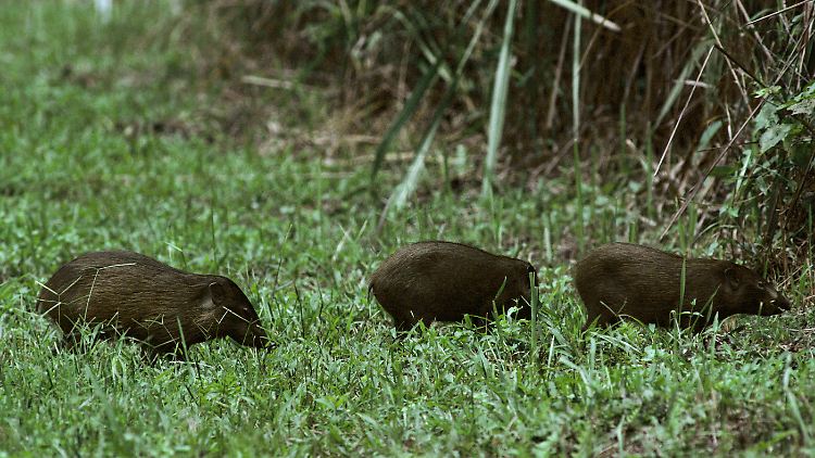 Porcula Salvania (hier Exemplare vor ein paar Jahren) soll wieder heimisch werden in Indien.