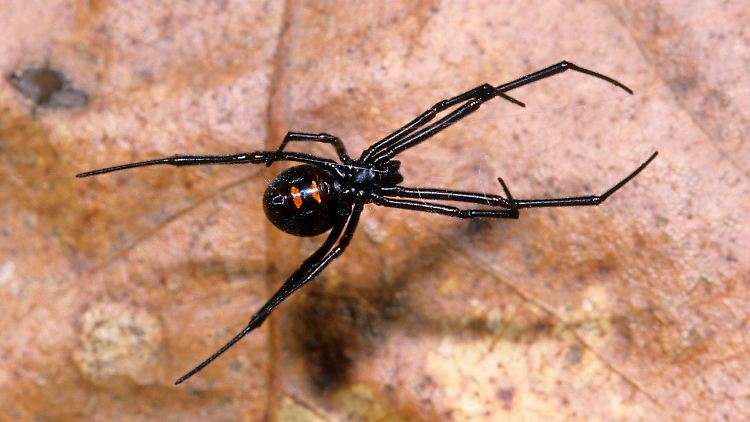 Zu den besonders erfolgreichen Schlangen-Jägern zählt die Schwarze Witwe.