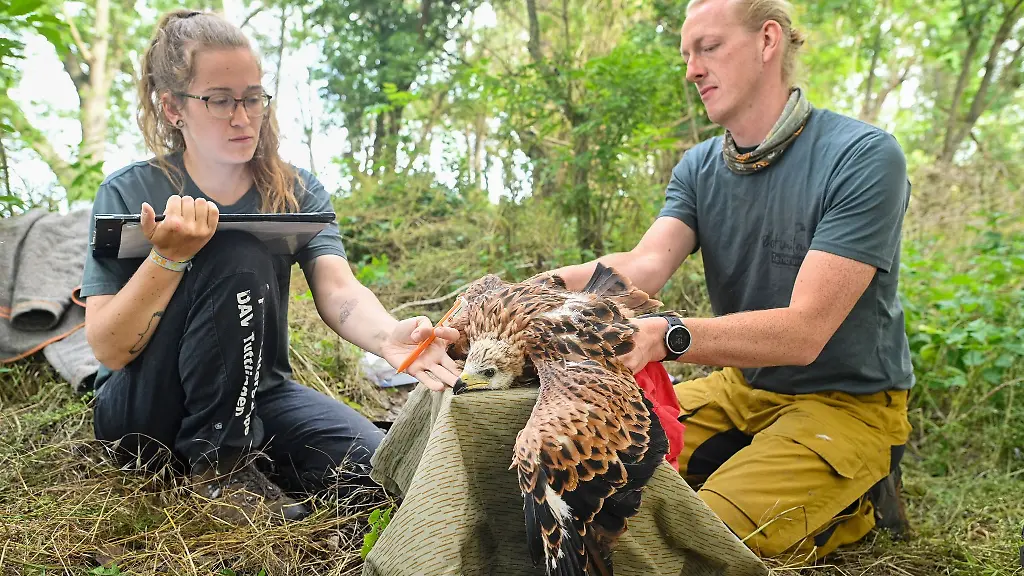 Das-Rotmilanzentrum-in-Halberstadt-hat-in-diesem-Jahr-10-Voegel-mit-GPS-Sendern-ausgestattet-Das-machen-die-Mitarbeiter-bereits-seit-2016