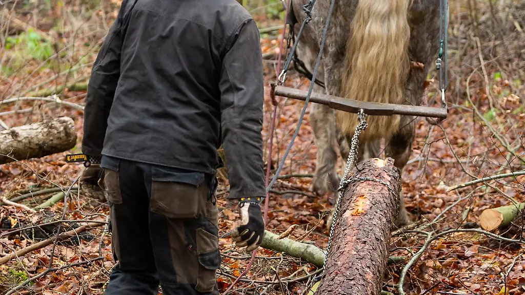 Pferderuecker-gibt-es-kaum-noch-in-Deutschland