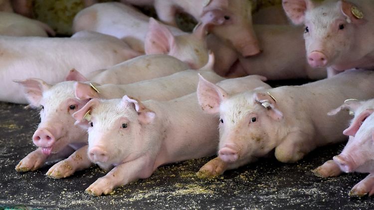 Antibiotika-Resistenzen: Verbraucher sollten auf die Haltungsbedingungen der Tiere achten.