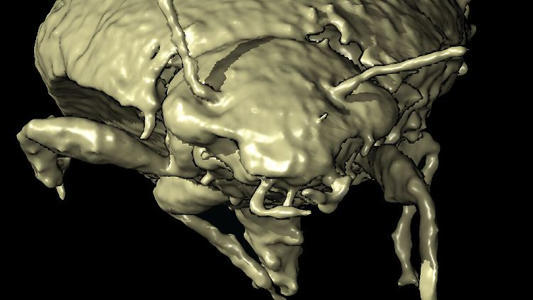 Dieses 3D-Modell des Käfers konnte dank der Aufnahmen der zahlreichen Käferteile angefertigt werden.