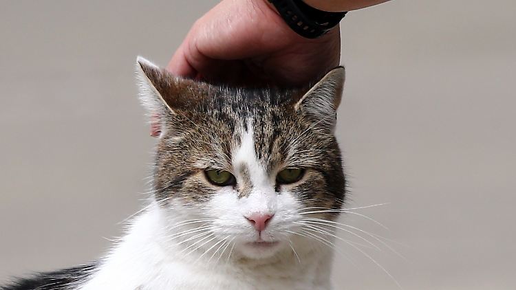 Bei zwei Dritteln der Katzen, die bei Corona-Infizierten leben, wurden Antikörper nachgewiesen. 