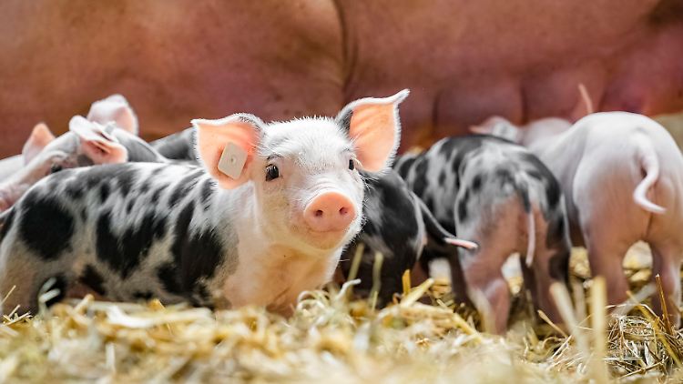 Schweinefleisch der Haltungskategorie 1 soll bei LIDL und Kaufland bis Ende des Jahres aus den Regalen verschwinden.