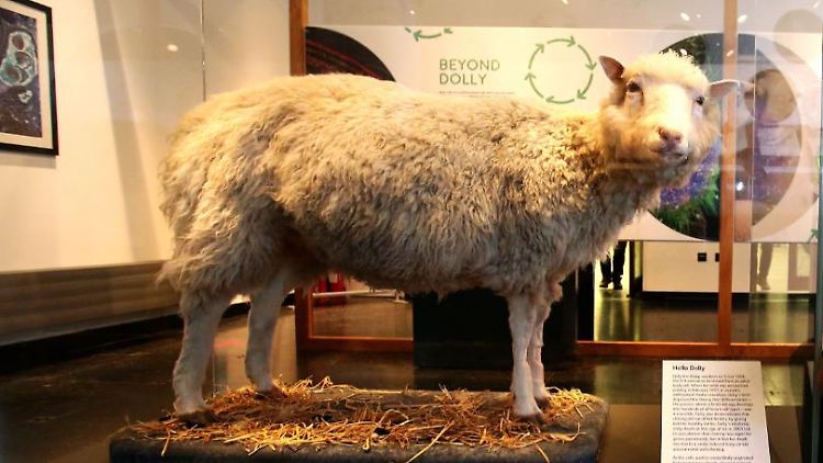 "Dolly" wurde nur sechs Jahre alt. Der ausgestopfte Körper steht in einem Museum in Edinburgh.