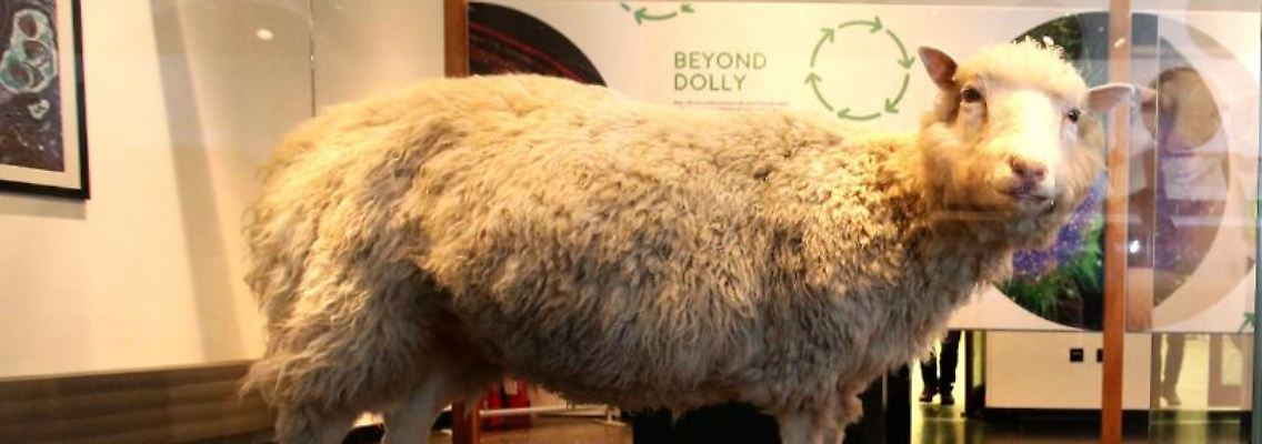 Dolly.JPG