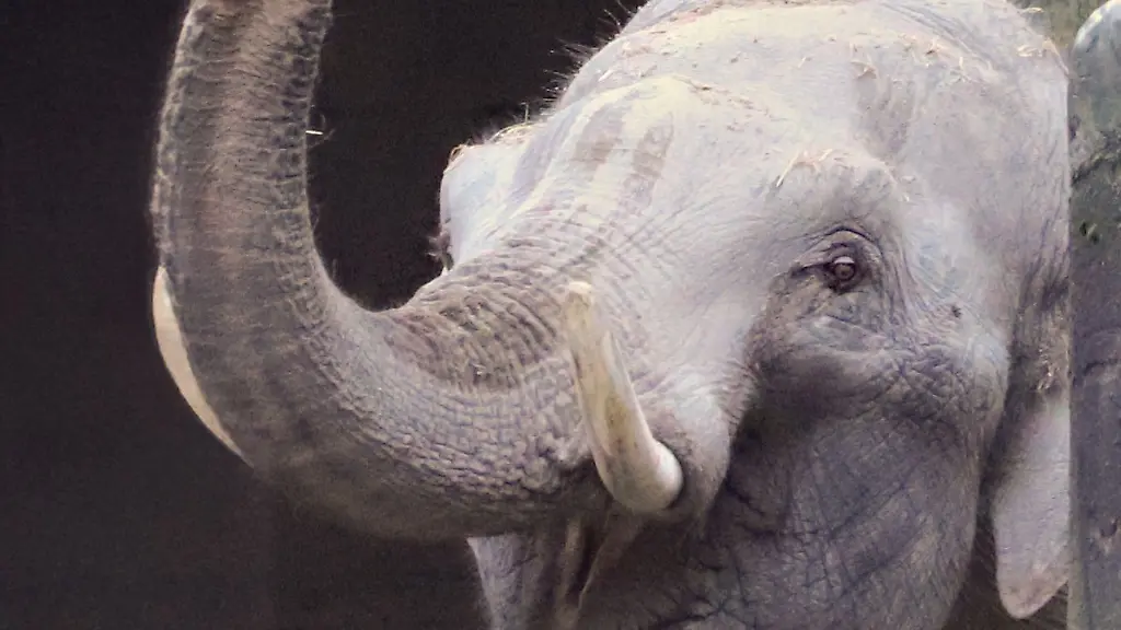Der-Elefantenbulle-Maurice-ist-aus-den-Niederlanden-angereist-und-wohnt-nun-im-Hamburger-Tierpark-Hagenbeck