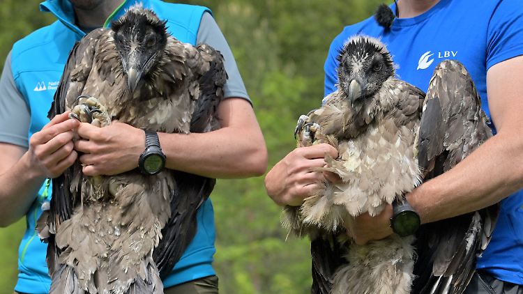 Die Flügel von Bartgeiern können eine Spannweite von knapp drei Metern erreichen.