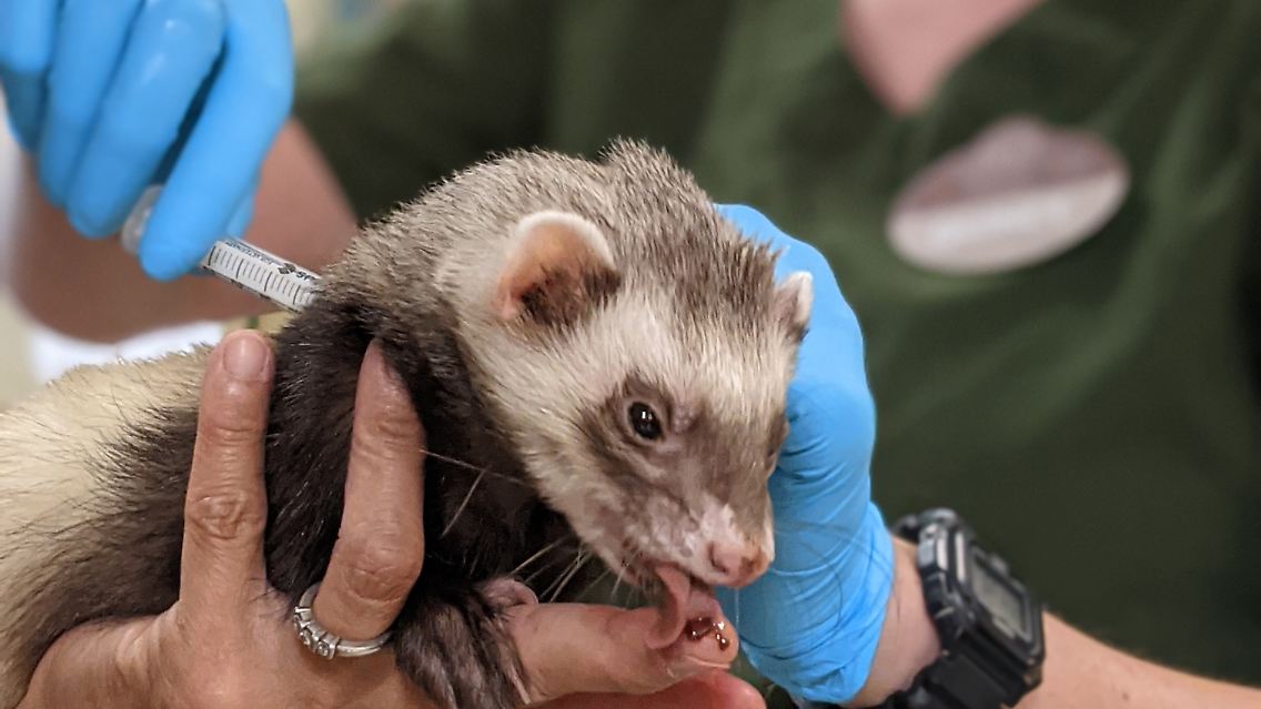 Mitarbeiter des Zoos verabreichen einem Frettchen den Corona-Impfstoff.