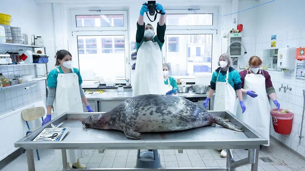 Experten-des-Deutschen-Meeresmuseums-untersuchen-eine-Kegelrobbe-Nach-dem-Tod-vieler-Robben-in-kurzem-Zeitraum-haben-Ermittler-DNA-Proben-von-einer-Reuse-genommen