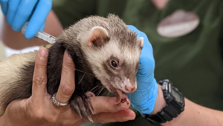 Ein Frettchen bekommt im Zoo von Oakland in Kalifornien eine Dosis Corona-Impfstoff verabreicht.