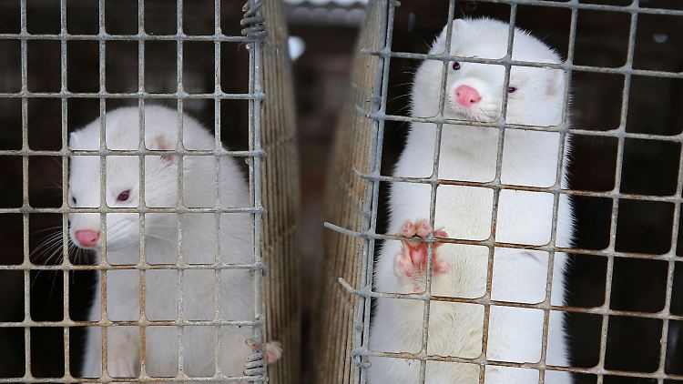 In der EU soll es bis Mitte Mai Ausbrüche auf über 400 Nerzfarmen gegeben haben - mit Millionen betroffener Tiere.