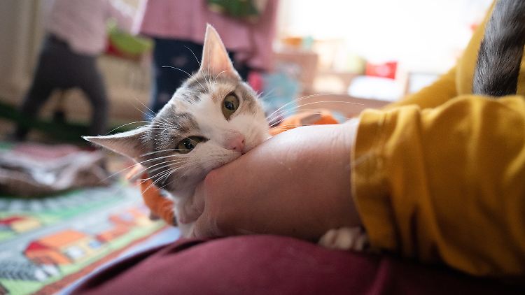 Katzen können sich mit Corona infizieren, spielen aber in der Infektionskette keine Rolle.