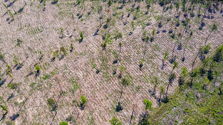 Viele Wälder sind durch Trockenheit und Borkenkäferbefall geschädigt - Aufforstung kann auch für mehr Regen sorgen.