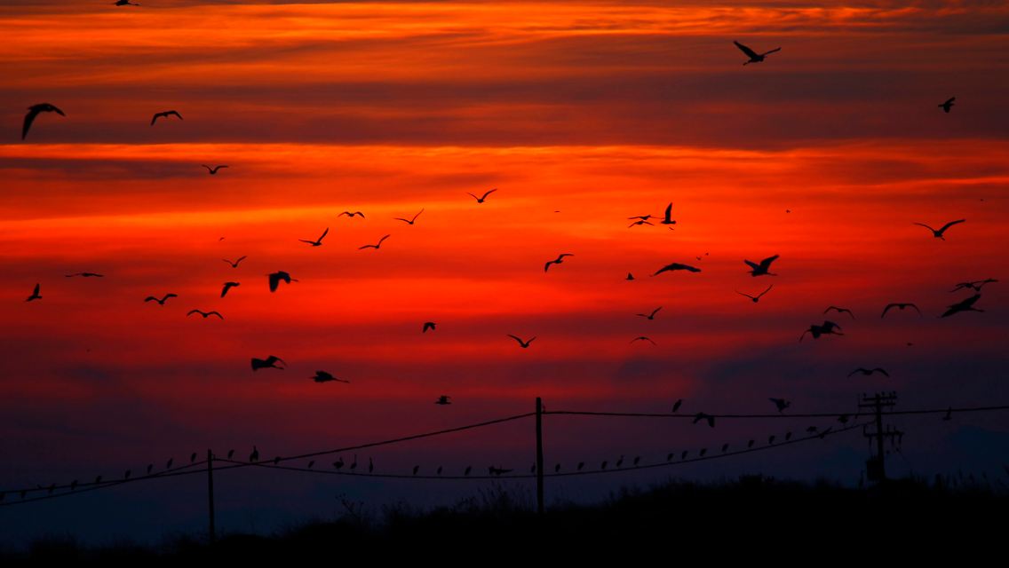 Vögel am griechischen Himmel.