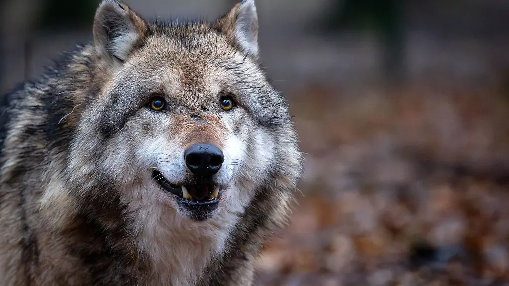 Mehr-als-50-Wolfsrudel-leben-mittlerweile-in-Niedersachsen
