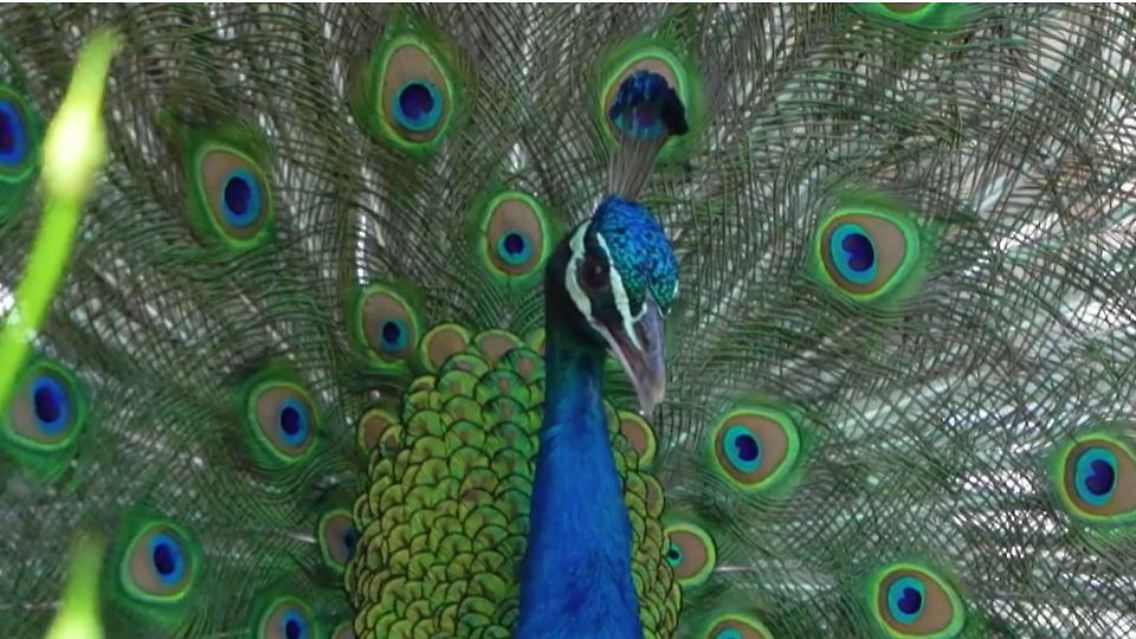 Pfau.JPG