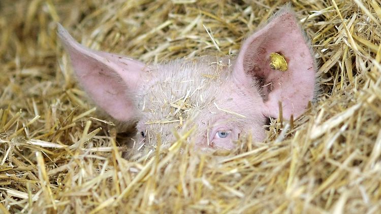 Auch das Tierwohl soll vom Umbau der Landwirtschaft profitieren.