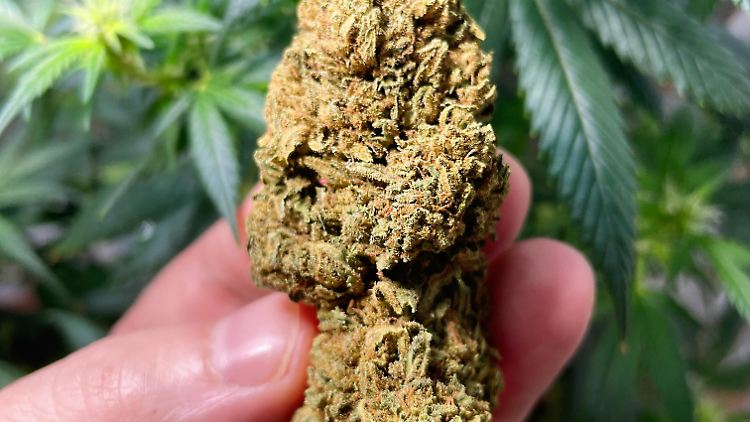 Ärzte können medizinische Cannabisblüten oder Cannabisextrakt mit einem Betäubungsmittelrezept verschreiben. 