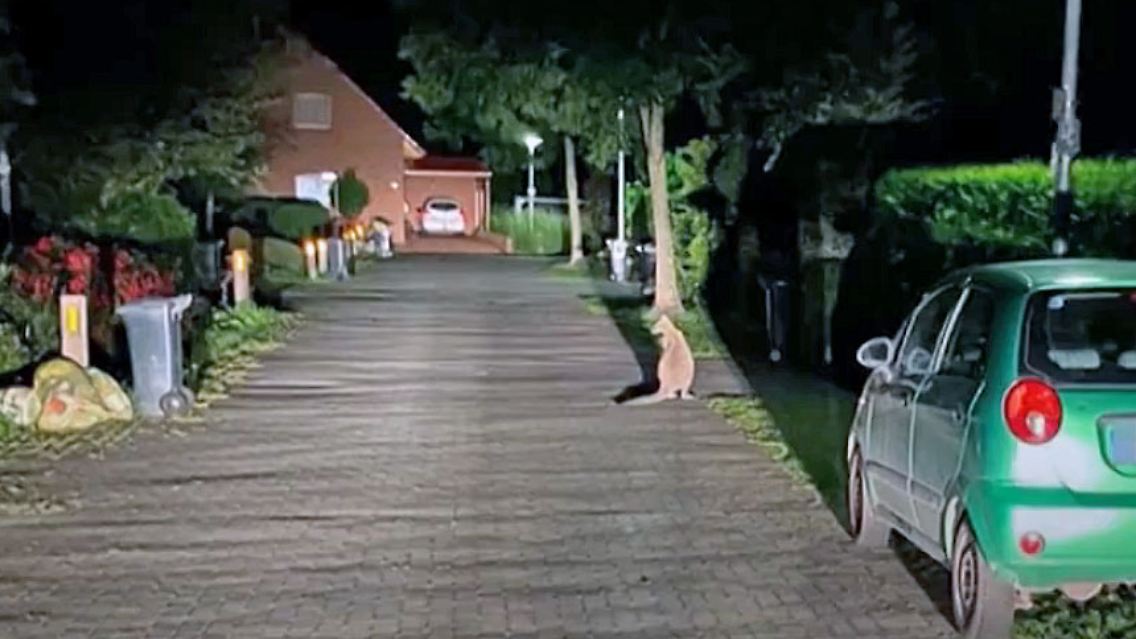 Känguru.jpg
