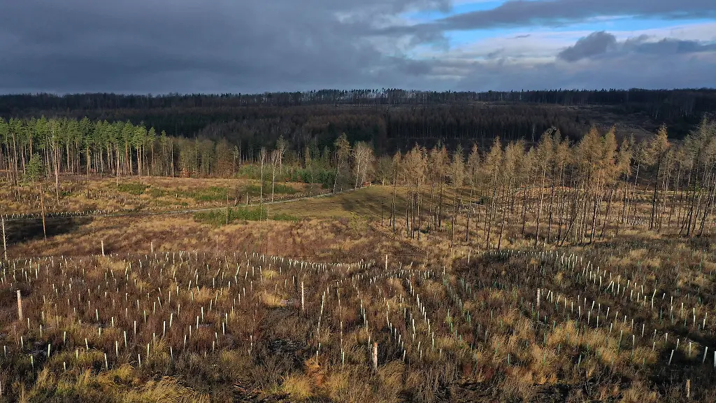 Auf-viele-Schadflaechen-werden-inzwischen-neue-Baeume-gepflanzt