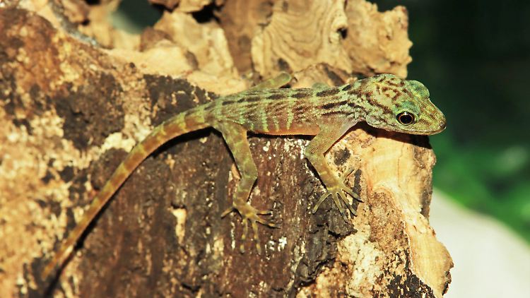 Psychedelische Felsengeckos stehen auf dem Speiseplan der Javaneraffen.