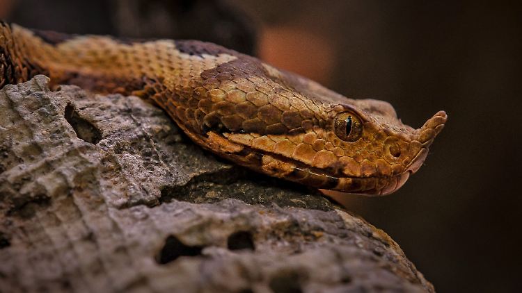Die Hornviper biss den Besitzer während der Fütterung. Für den 24-Jährigen kam jede Hilfe zu spät. 
