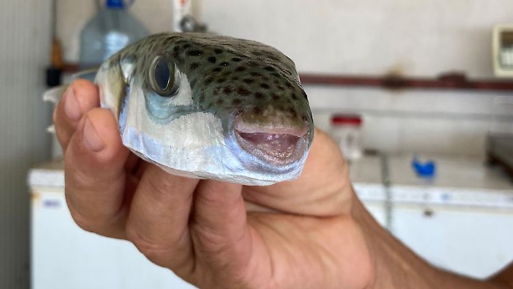 Rund 100 Kugelfische landen täglich allein in den Netzen der Fischer aus Baltas Kooperative, in Antalya allgemein komme man täglich auf bis zu 1000.