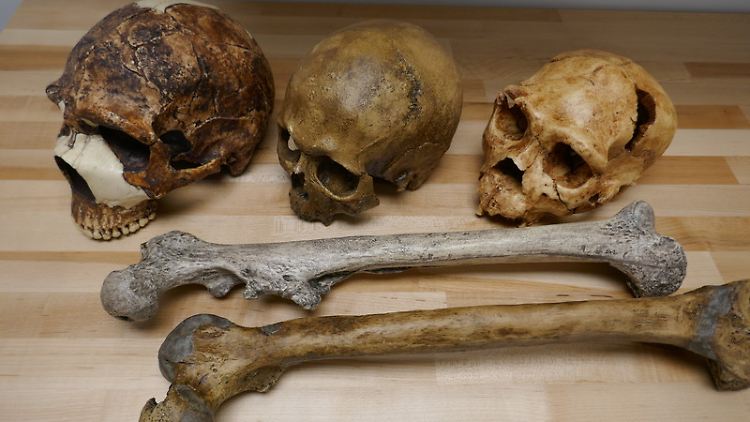 Schädel und Knochen von Menschen aus unterschiedlichen Epochen wurden untersucht.