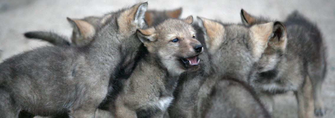 wolfswelpen.jpg