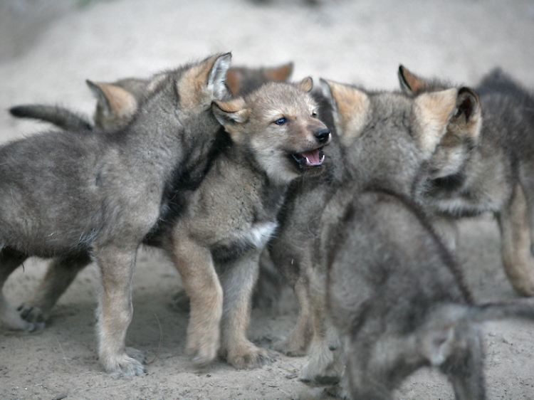 Wolfswelpen im Wildlife Science Center, wo die Studie durchgeführt wurde.