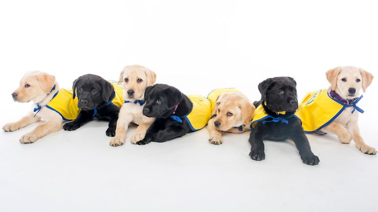 Welpenkindergarten des Duke Canine Cognition Center: Die sieben Welpen von Canine Companions for Independence sind Teil einer Langzeitstudie, um die Auswirkungen verschiedener Aufzuchtstrategien auf das Verhalten und die kognitive Entwicklung von Assistenzhunden zu untersuchen.
