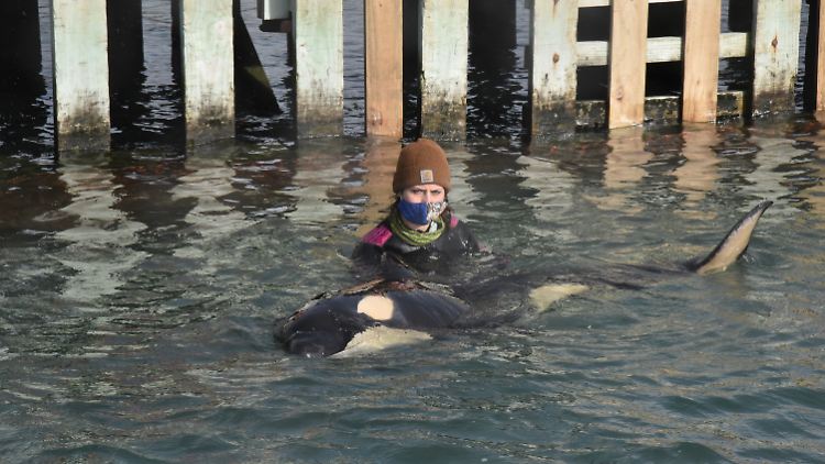 Freiwillige sind abgestellt, um den jungen Orca zu beruhigen.