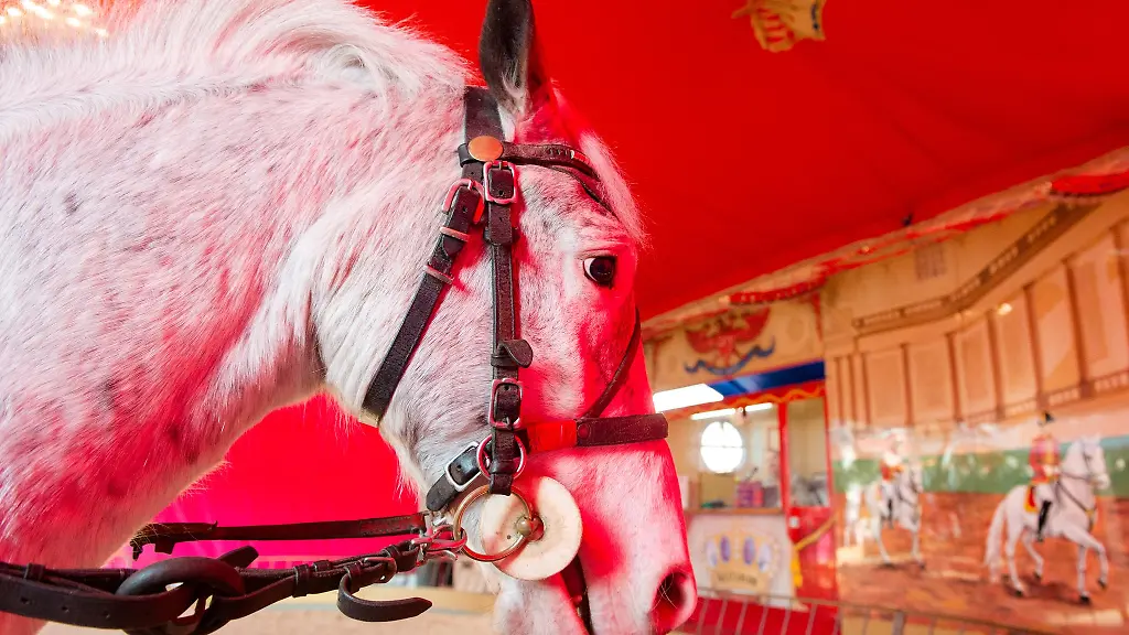 Die-Stadt-verbannt-das-Pony-Karussell-vom-Hamburger-Dom