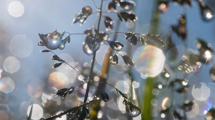 Der Filmemacher Jan Haft fängt die Schönheit der Natur ein - und zeigt zugleich, wie wichtig ihr Schutz ist.