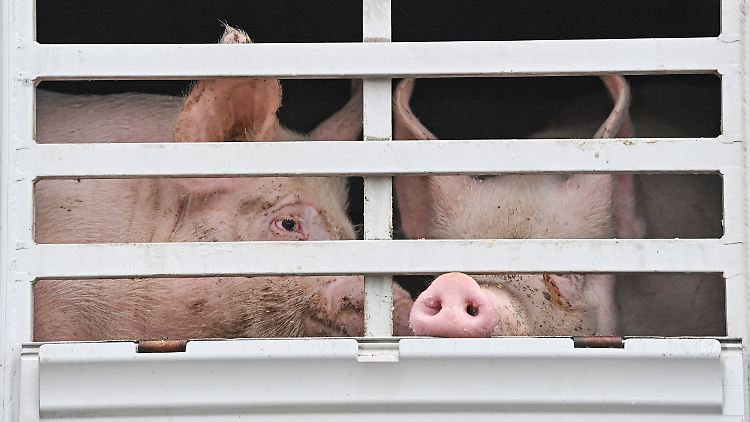 Über Osteuropa hat sich das Virus auch nach Deutschland ausgebreitet. Für Schweine ist die Seuche tödlich.