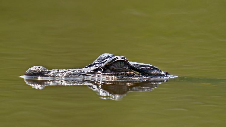 Bei dem Alligator handelte es sich vermutlich um ein weibliches Tier, das seine Jungen verteidigen wollte.