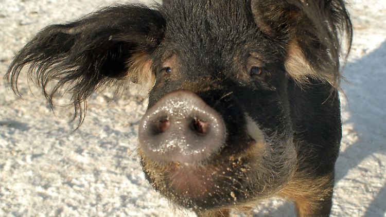 Äußerst anpassungsfähige, aber selten: das Mangalitza-Schwein steht auf der Roten Liste der bestandsgefährdeten Nutztiere.