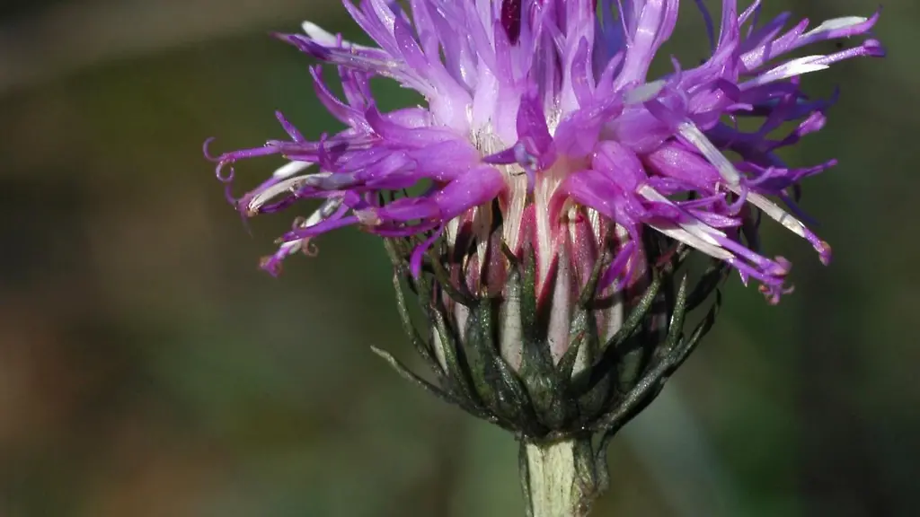 In-Bayern-hat-sich-die-zuvor-vom-Aussterben-bedrohte-Sand-Silberscharte-wieder-etwas-erholt