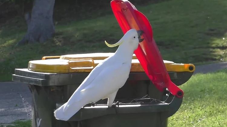 Um die schweren Deckel anzuheben, müssen die Vögel eine Technik finden oder erlernen.