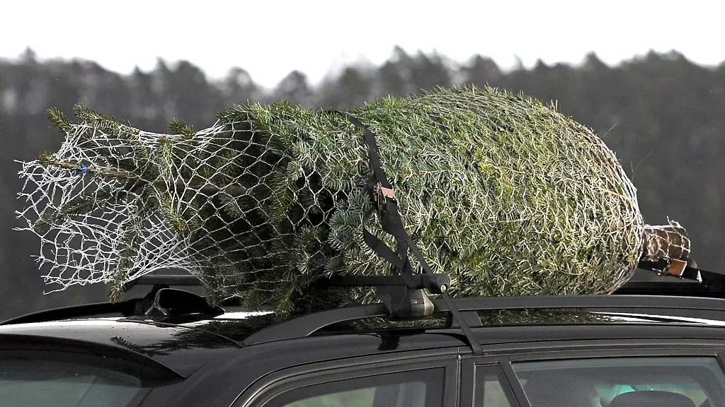 Ein-Weihnachtsbaum-ist-von-einem-Fahrzeug-auf-die-A81-gefallen-Symbolbild