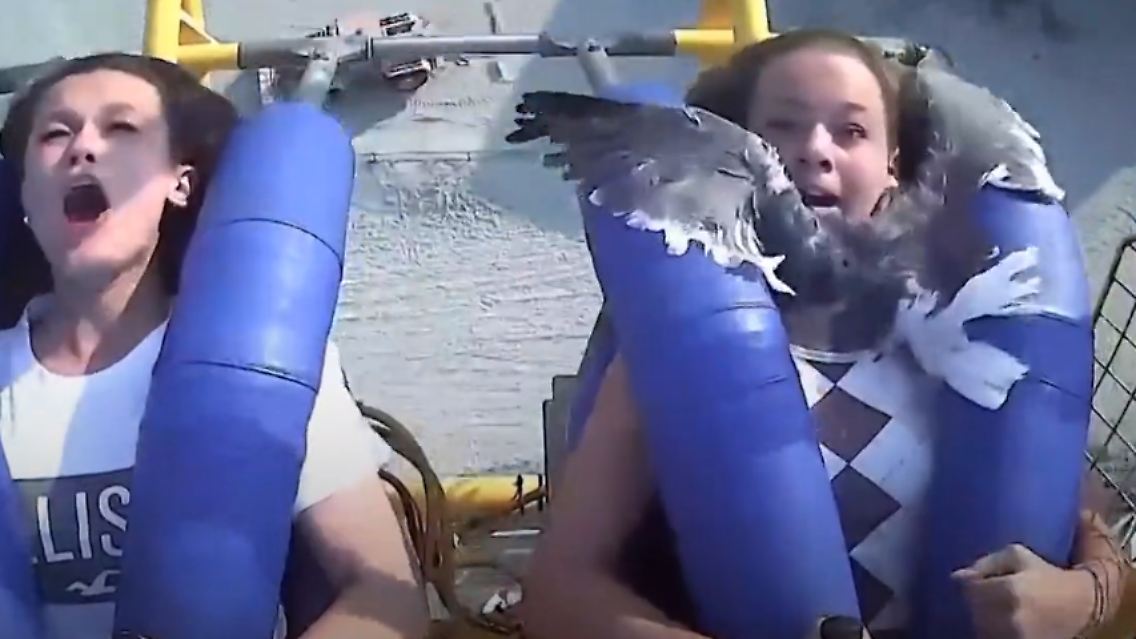 möwe.PNG